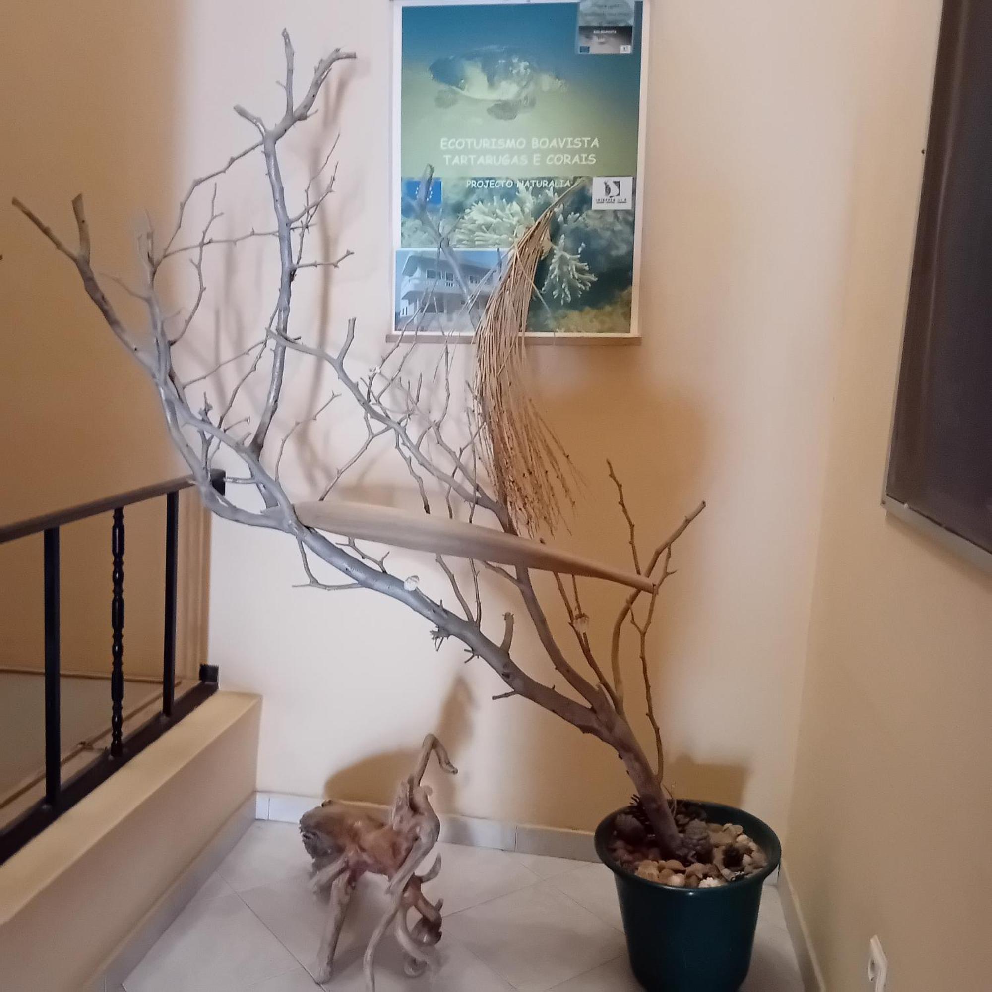 Residencial Rosa Criola Bed and Breakfast Σαλ Ρέι Εξωτερικό φωτογραφία